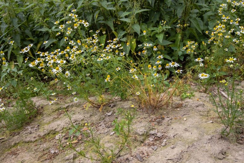 Echte Kamille und Brennnesseln am Wegrand echte_kamille_roggenfeld_2982.jpg