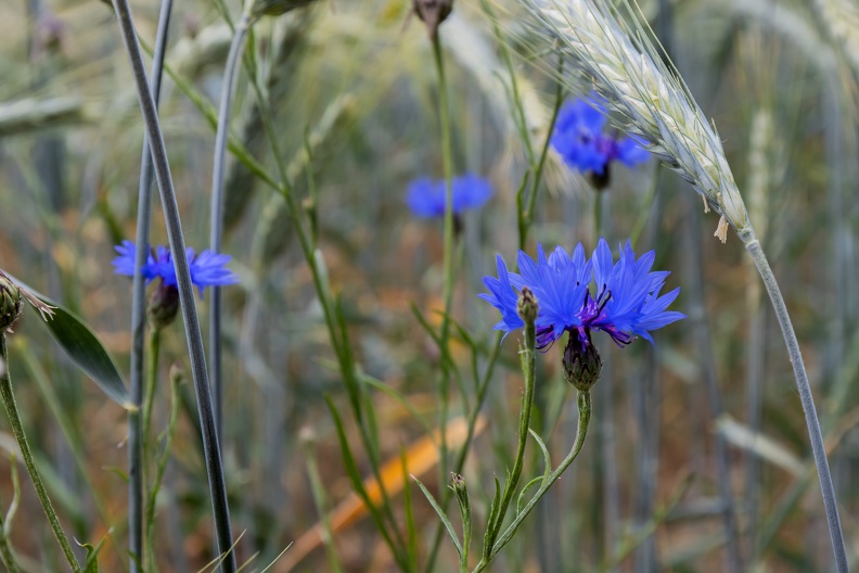 Die auffällige blaue Kornblume war früher häufig in Getreidefeldern zu finden,in der heutigen Intensivlandwirtschaft wird sie immer seltener kornblumen_roggenfeld_2979.jpg