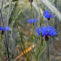 Kornblumen im Roggenfeld