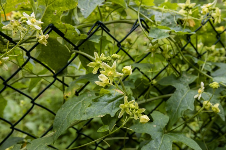 Zaunrübe am Zaun