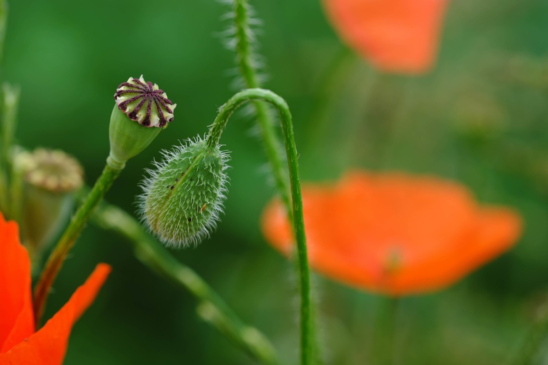 Klatschmohn Kapsel