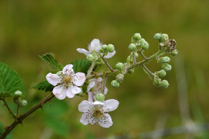 Brombeerblüte und Fruchtkapseln