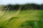 Roggen im Wind
