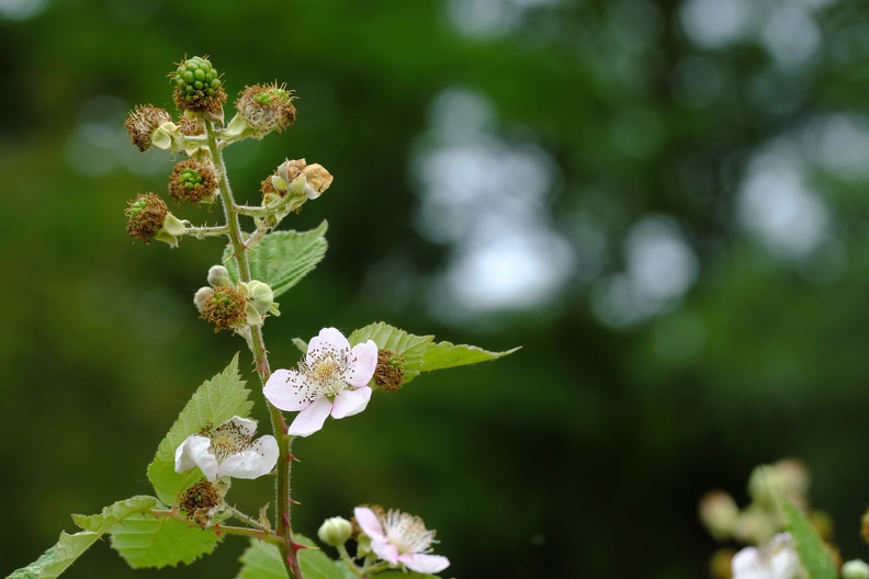 brombeer_fruechte_blueten.jpg