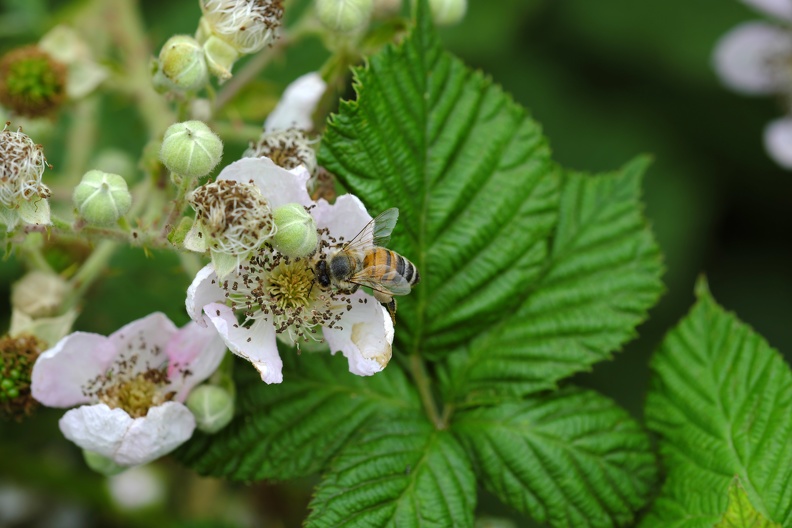 Biene in der Brombeerblüte