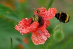 Wespe und Hummel