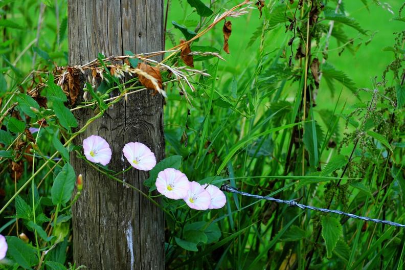 Ackerwinden am Pfahl