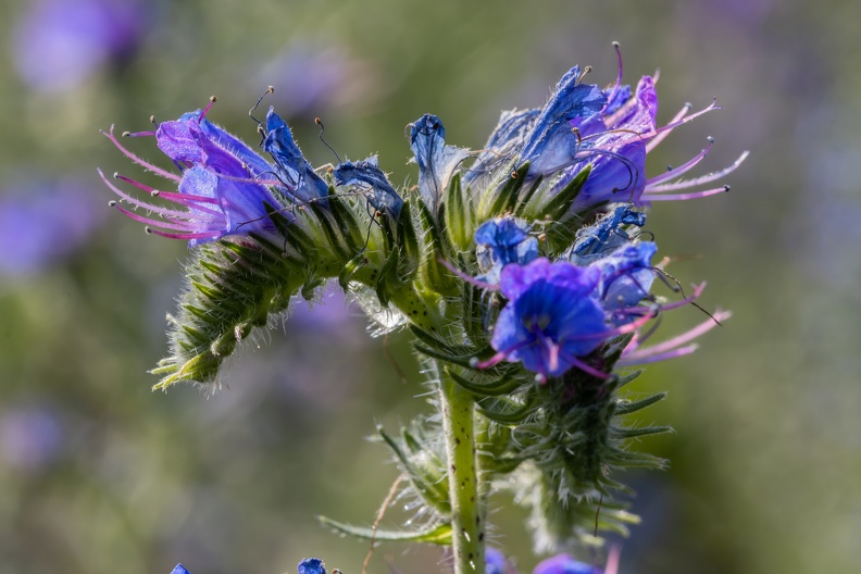 Der gewöhnliche Natternkopf besitzt fünf blaue Blütenblätter,die Staubblätter sind ungleich lang und ragen aus der Blüte heraus.Bestäubt wird der Natternkopf durch Bienen,Schwebfliegen und über 40 Falterarten.Der Gewöhnliche Natternkopf ist eine sehr gute Bienenweide. In der Imkerei ist er aufgrund des hohen Zuckergehalts seines Nektars (25 %) und seines sehr hohen Zuckerwerts (1,64 mg Zucker/Tag je Blüte) eine geschätzte Nebentracht.Auf einer mit ihm bestandenen Fläche von einem Hektar sind Honigerträge bis zu 429 kg pro Blühsaison möglich. gewoehnlicher_natternkopf_3747.jpg