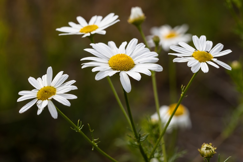 Blüten der echten Kamille zwischen Natternkopfbestand echte_kamille_3893.jpg
