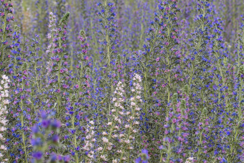 Bestand des gewöhnlichen Natternkopfes,es gibt leider nur noch wenige Blumenwiesen auf denen Blumen und Tiere ungestört leben können natternkopf_bestand_3803.jpg