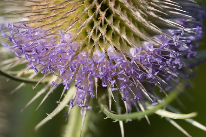 Bei der wilden Karde handelt es sich Blütenökologisch um „Körbchenblumen“. Die Entfaltung der Blüten geht von der Mitte des Blütenstandes aus und schreitet sowohl nach oben wie nach unten fort. Deshalb sieht man oft zwei Reihen von offenen Blüten,die dazwischen sind schon abgeblüht. staubblaetter_wilde_karde_4379.jpg