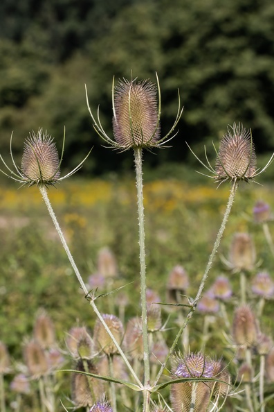Die Wilde Karde ist eine zweijährige krautige Pflanze, die Wuchshöhen von bis zu 1,50 Meter erreicht. Die Stängel sind stachelig. Die Grundblätter sind kurzgestielt und in einer Rosette angeordnet. Die kreuzgegenständigen Stängelblätter sind in der Basis paarweise zusammengewachsen und am Rand gekerbt. Die ganze Pflanze ist mit spitzen Stacheln übersät. wilde_karde_4363.jpg