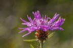 Wiesen-Flockenblume