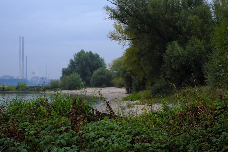 Trotz des nasskalten Wetters wirkt das Rheinufer mit den Büschen wie tropisch feucht. rheinufer.jpg