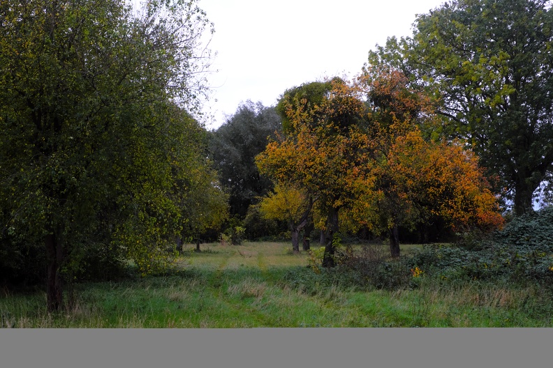 Die Streuobstwiese, regional auch Obstwiese, Obstgarten, Bitz, Bangert, Bongert oder Bungert (Baumgarten) genannt, ist eine traditionelle Form des Obstbaus. Auf Streuobstwiesen stehen verstreute hochstämmige Obstbäume meist unterschiedlichen Alters und unterschiedlicher Arten und Sorten. obstwiese.jpg