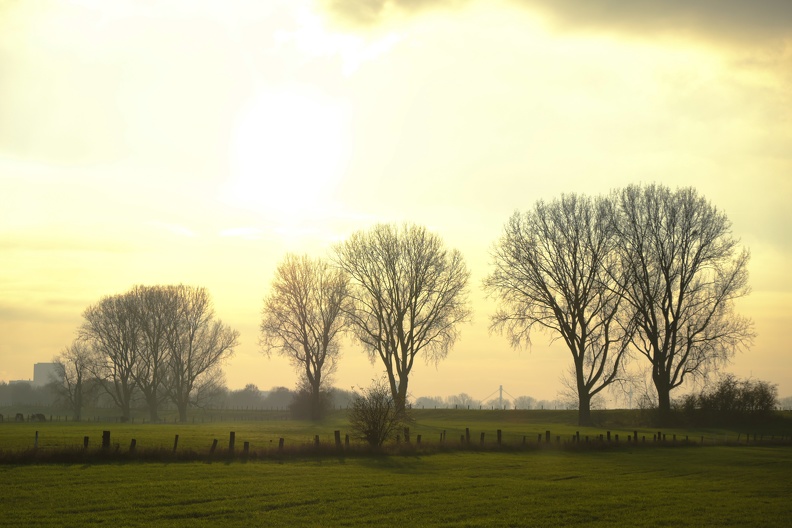 Baumreihe im Gegenlicht