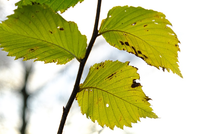 Herbstblätter