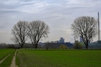 Baumreihe im Dunst