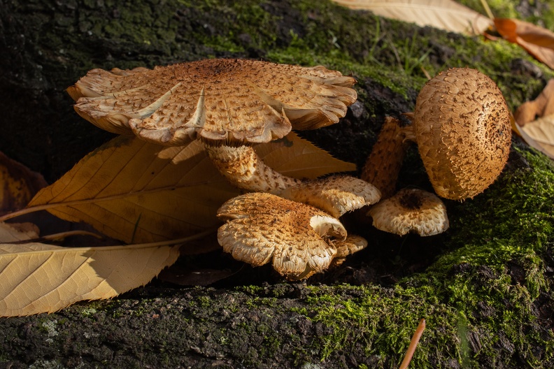 Pilze leben in Symbiose mit Bäumen und Gräsern,selbst in der Großstadt kann man sie entdecken stadtpilze_6829.jpg