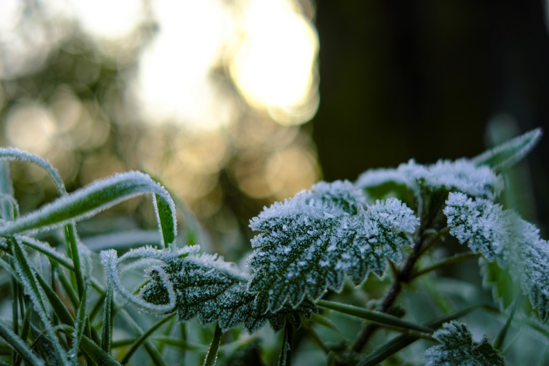 Eiskristalle am Blatt