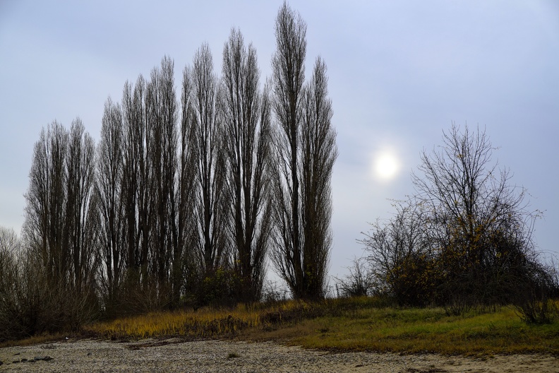 baumreihe_im_gegenlicht.jpg