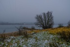 Rheinaue im Nebel