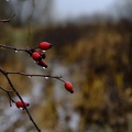 Hagebutten im Regen