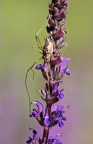 Weberknecht auf Garten Salbei