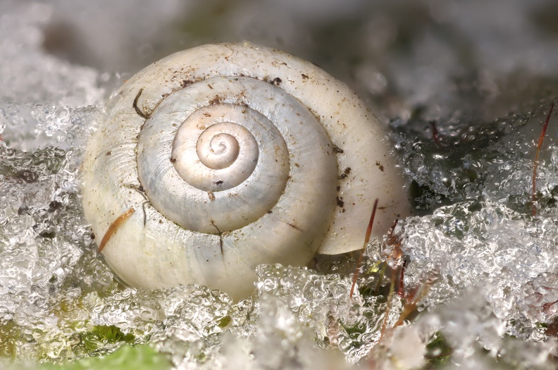 Schnecke im Eis