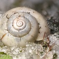 Schnecke im Eis