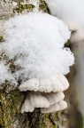 Spaltblättling im Schnee