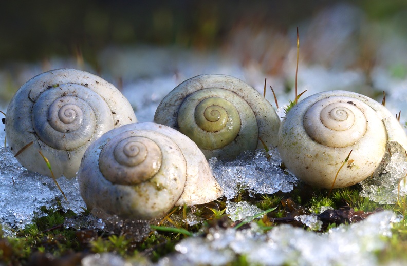 Als Schneckenhaus oder Schneckengehäuse wird die schraubenförmig gewundene kalkige Schale der Schnecken bezeichnet. Sie ist mit zwei Muskeln mit dem Körper der Schnecke verbunden und dient dem Schutz des Weichtierkörpers vor Fressfeinden und Verletzungen. vier_schnecken_seitenlicht(B,Radius20,Smoothing6).jpg