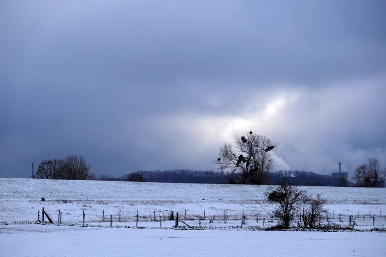 Baum im Licht