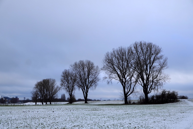 Baumreihe im Schneefeld