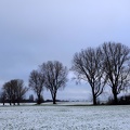Baumreihe im Schneefeld