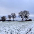 Baumreihe im Schnee