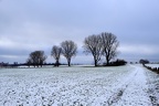 Baumreihe im Schnee