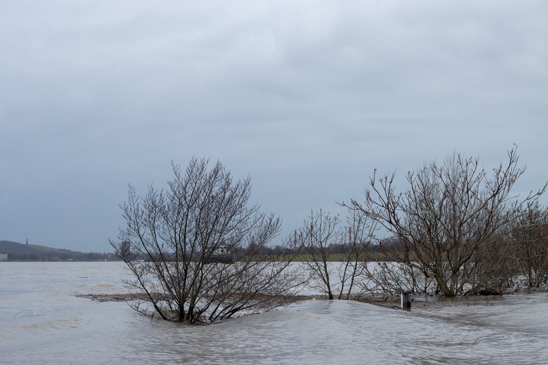 Bäume im Hochwasser