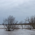 Bäume im Hochwasser