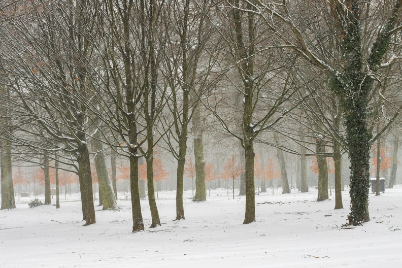 Buchenbestand