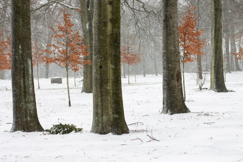 buchen_waldfriedhof_3041.jpg