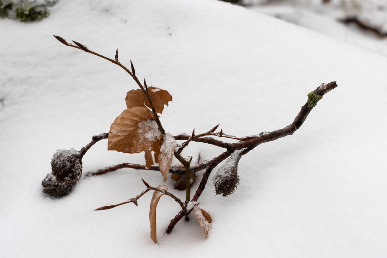 buchenzweig_im_schnee_3036.jpg