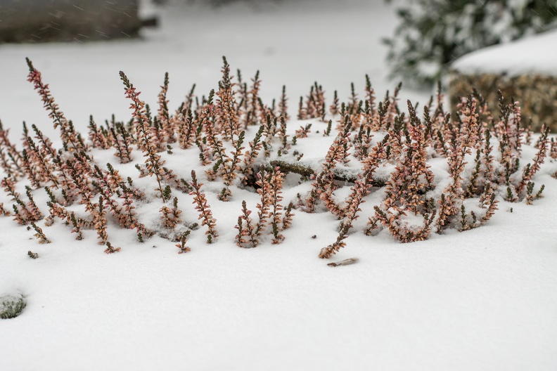 Heidekraut im Schnee 