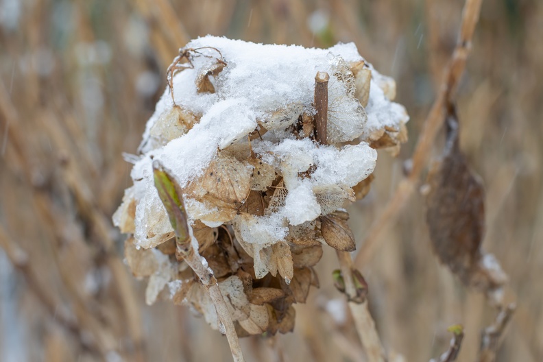 Knospen im Schnee 