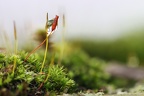 Wassertropfen im Moos