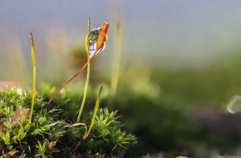 Wassertropfen auf Moos