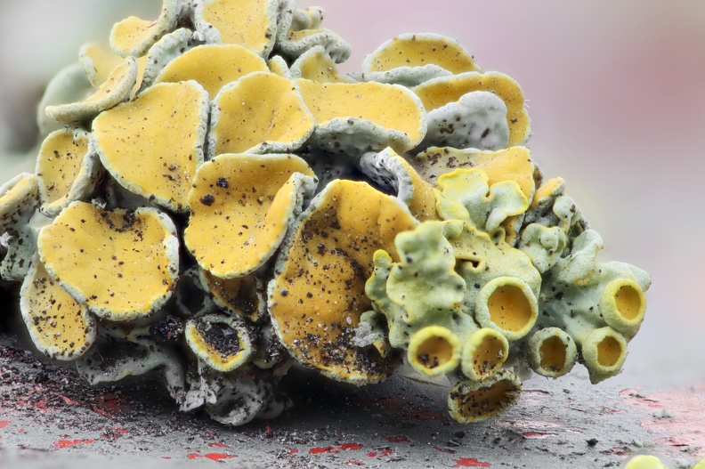 Gelbflechten Fruchtkörper