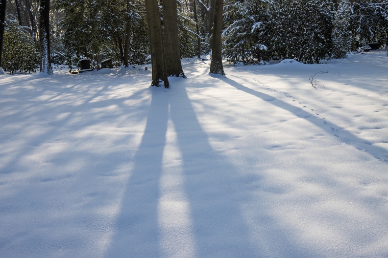 Winterwald