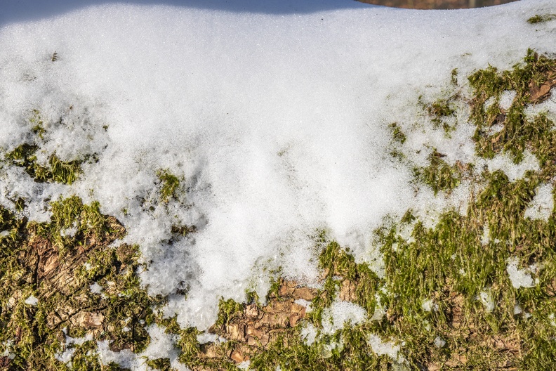 Schnee auf Buche 