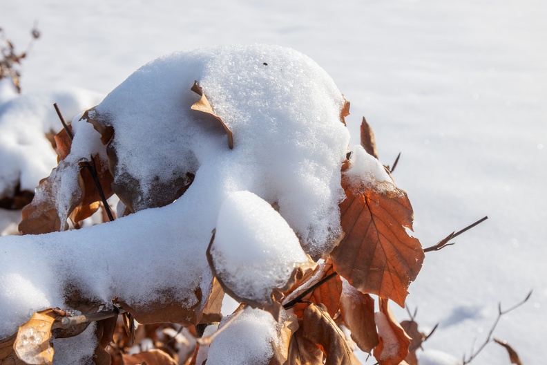 Buchenlaub und Schnee